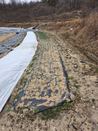 열정님의 마늘 · 영농일지 작성글 사진