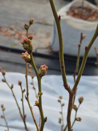 박영희님의 블루베리 · 영농일지 작성글 사진