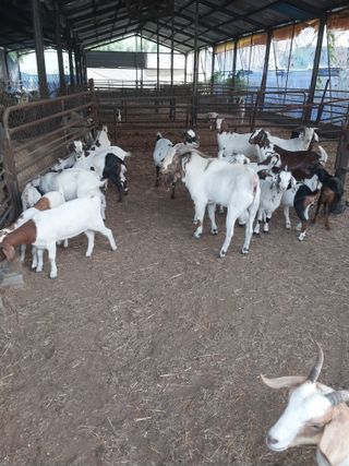 미성농장님의 기타작물 · 영농일지 작성글 사진