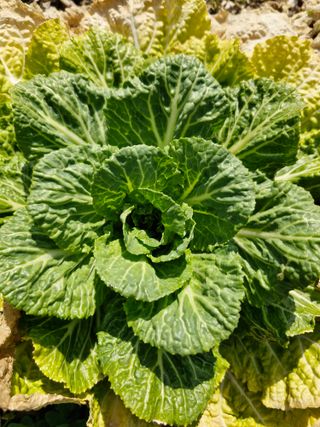 매실향기차향기님의 상추 · 영농일지 작성글 사진