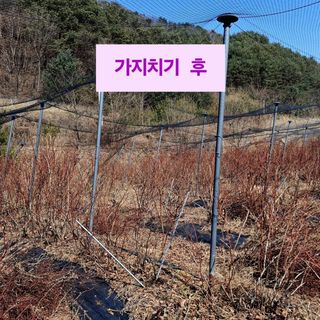 황인근님의 블루베리 · 영농일지 작성글 사진