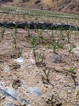 팜모닝 마늘·영농일지 게시글 이미지