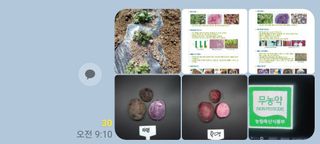 안수복님의 감자 · 영농일지 작성글 사진