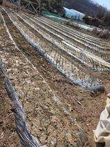 팜모닝 마늘·영농일지 게시글 이미지