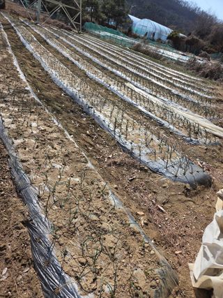 마늘25328님의 마늘 · 영농일지 작성글 사진