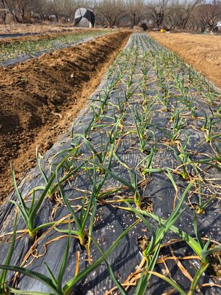 이진기님의 마늘 · 영농일지 작성글 사진