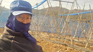 축복의땅 에덴동산님의 사과 · 영농일지 작성글 사진