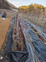 팜모닝 블루베리·영농일지 게시글 이미지