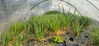 부천역곡 정병호님의 마늘 · 영농일지 작성글 사진