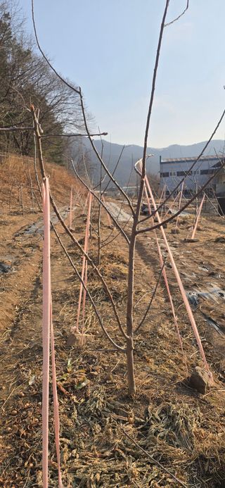 돌복숭아님의 기타작물 · 영농일지 작성글 사진