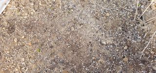 부천역곡 정병호님의 마늘 · 영농일지 작성글 사진