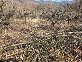 고구마20582님의 매실 · 영농일지 작성글 사진