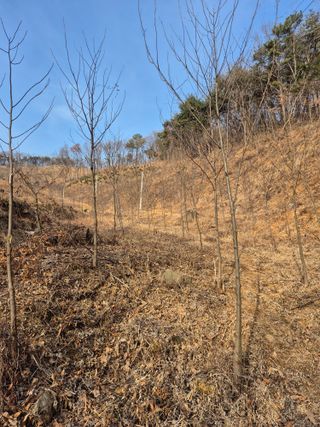 엉뚱님의 기타작물 · 영농일지 작성글 사진