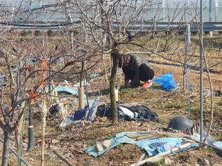 엄기덕님의 사과 · 영농일지 작성글 사진