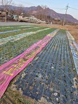 팜모닝 마늘·영농일지 게시글 이미지