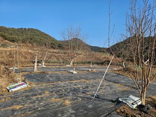 호두15569님의 자두 · 영농일지 작성글 사진