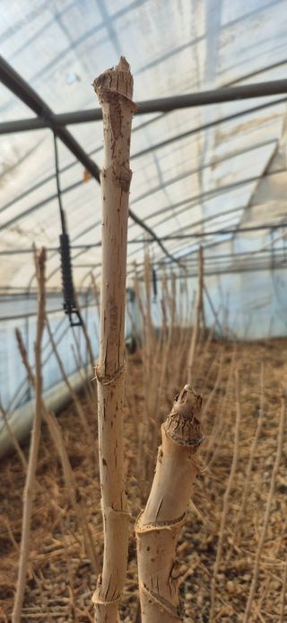 노오길님의 두릅 · 영농일지 작성글 사진