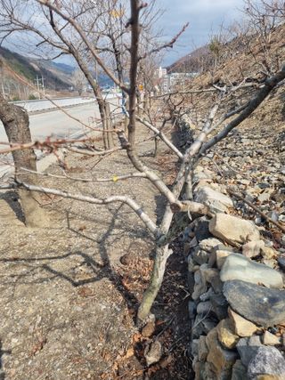 김용대님의 감 · 영농일지 작성글 사진