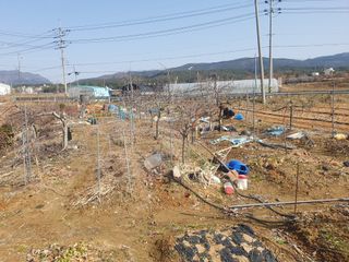 엄기덕님의 사과 · 영농일지 작성글 사진