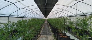 류근택님의 블루베리 · 영농일지 작성글 사진