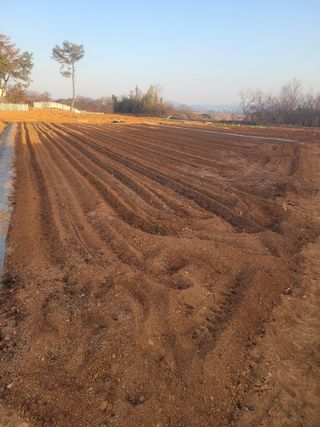 최규님의 고추 · 영농일지 작성글 사진