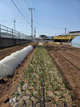 팜모닝 마늘·영농일지 게시글 이미지