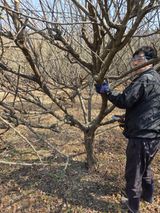 팜모닝 매실·영농일지 게시글 이미지