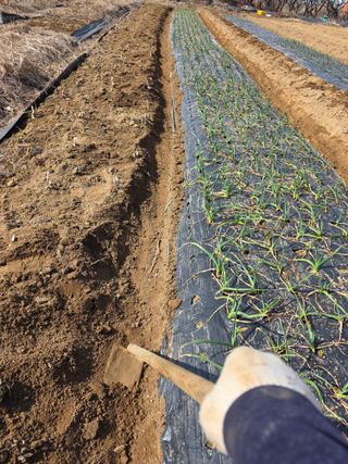 이진기님의 마늘 · 영농일지 작성글 사진