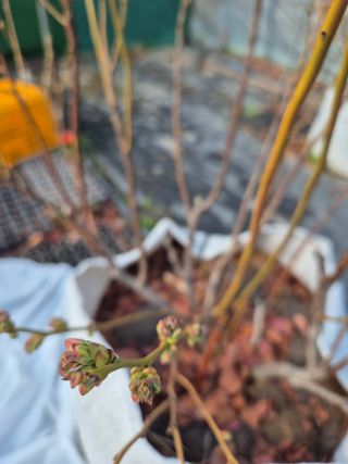 박영희님의 블루베리 · 영농일지 작성글 사진