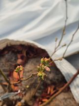 팜모닝 블루베리·영농일지 게시글 이미지