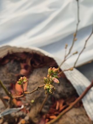 박영희님의 블루베리 · 영농일지 작성글 사진