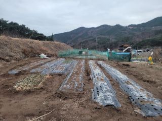 김영규님의 감자 · 영농일지 작성글 사진