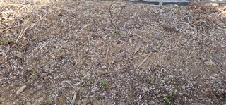 부천역곡 정병호님의 마늘 · 영농일지 작성글 사진