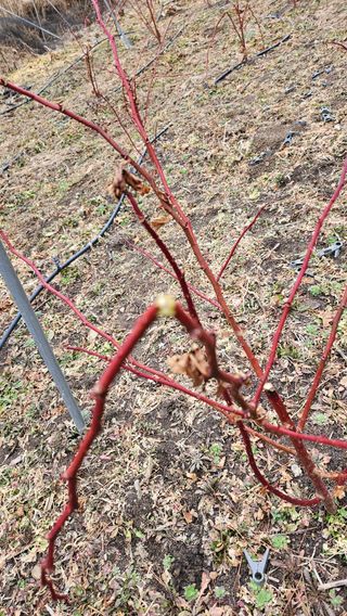 대봉농원 이경화님의 기타작물 · 영농일지 작성글 사진