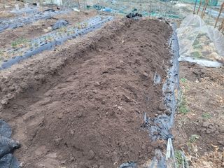 김영규님의 감자 · 영농일지 작성글 사진