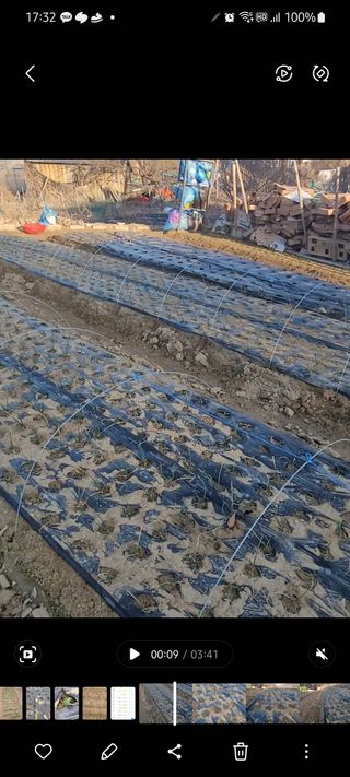 알렉산더님의 양파 · 영농일지 작성글 사진