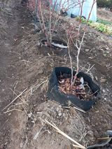 팜모닝 블루베리·영농일지 게시글 이미지