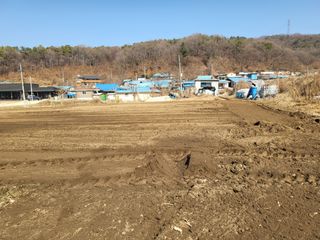 전선경님의 마늘 · 영농일지 작성글 사진