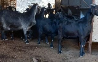 미성농장님의 기타작물 · 영농일지 작성글 사진