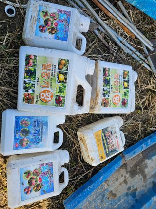 황종현님의 자두 · 영농일지 작성글 사진