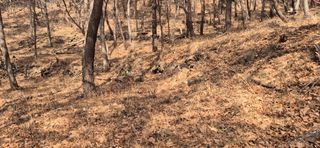 정진필님의 기타작물 · 영농일지 작성글 사진