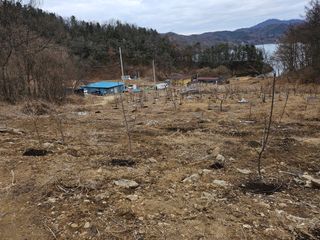 불기산님의 두릅 · 영농일지 작성글 사진