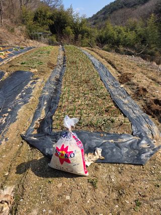라온베리님의 마늘 · 영농일지 작성글 사진