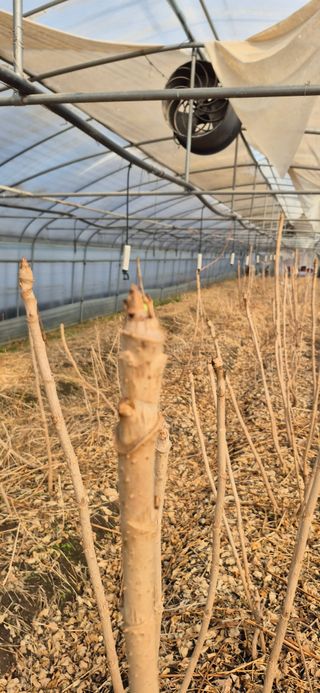 노오길님의 두릅 · 영농일지 작성글 사진