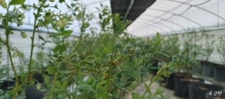 류근택님의 블루베리 · 영농일지 작성글 사진