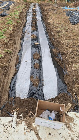 현금호님의 감자 · 영농일지 작성글 사진