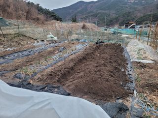 김영규님의 감자 · 영농일지 작성글 사진