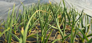 부천역곡 정병호님의 마늘 · 영농일지 작성글 사진