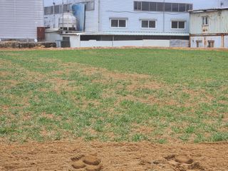 노복우님의 감자 · 영농일지 작성글 사진