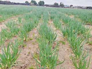 한경훈님의 파 · 영농일지 작성글 사진